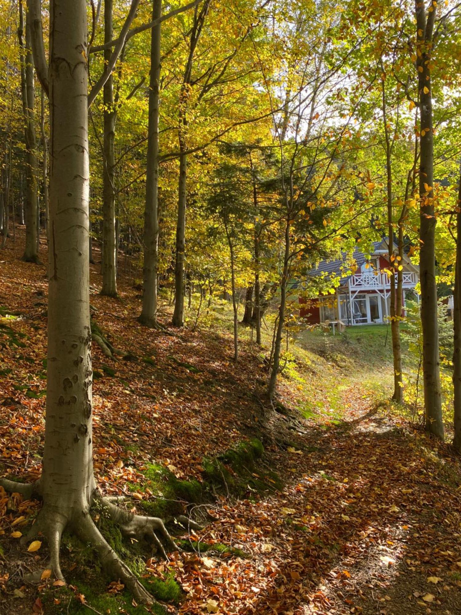 Forest House *